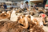 Kashgar animal market, Xinjiang Province, China